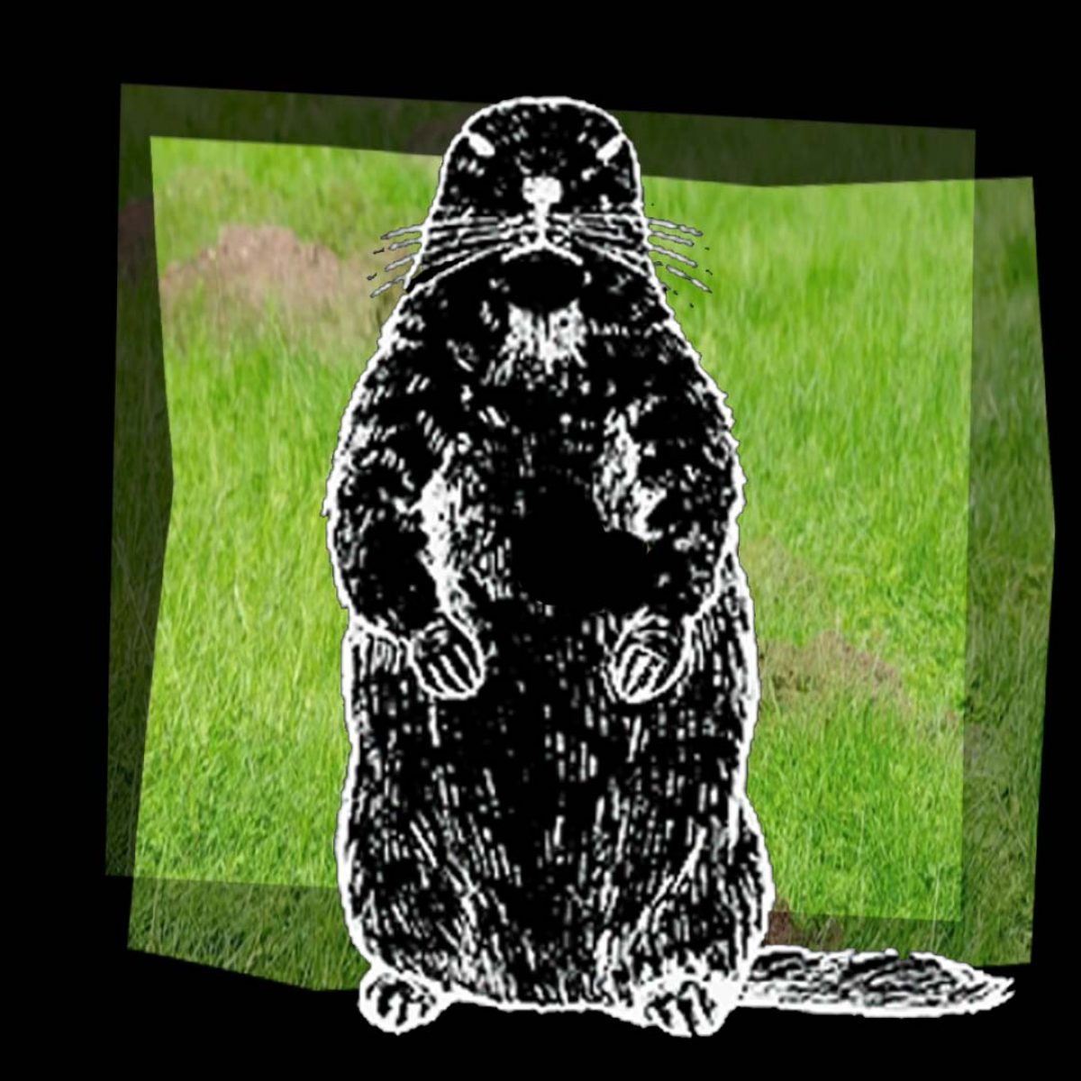 Groundhog in black with green background